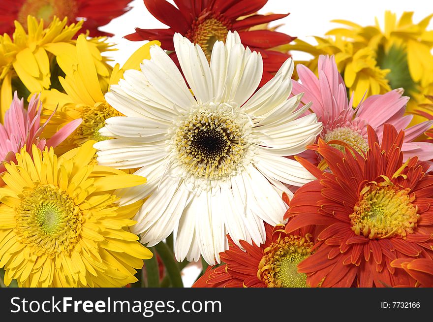 Beautiful flower of color sun flowers. Beautiful flower of color sun flowers