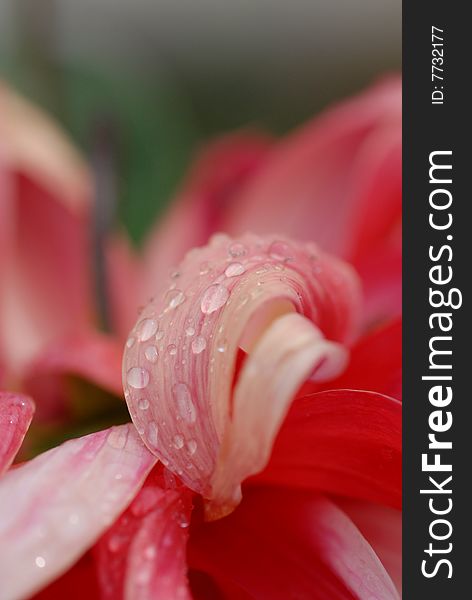 Dew drops on red petals. Dew drops on red petals