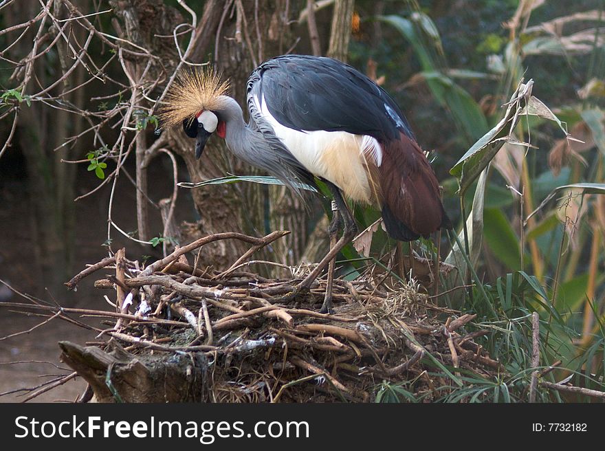 Black Crowned Crane in Rome's Zoo