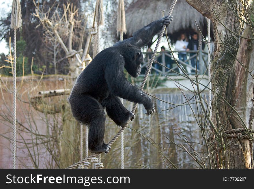 Chimpanzee in the Rome's Zoo