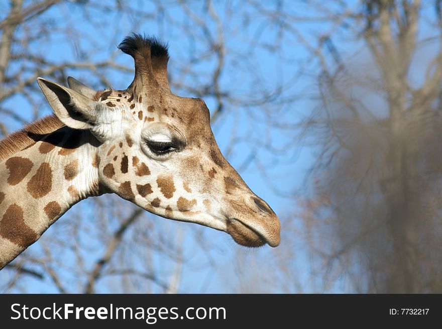 A Giraffe in the Rome's Zoo. A Giraffe in the Rome's Zoo