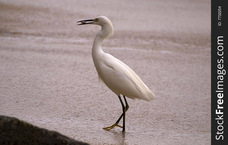 Snowy egret with a catch