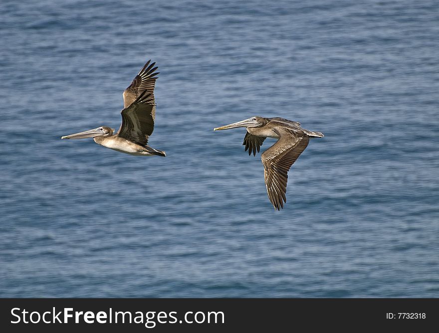 Two brown pelicans flying over the Pacific Ocean in Mexico. Two brown pelicans flying over the Pacific Ocean in Mexico