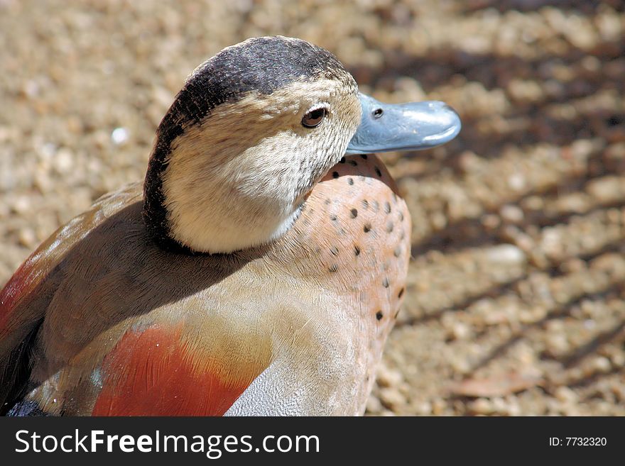 Close up of a duck staring outward. Close up of a duck staring outward