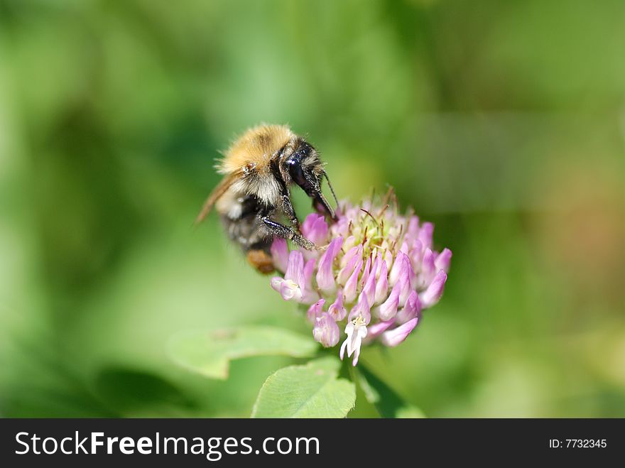 Bee and  flower on a green background. Bee and  flower on a green background