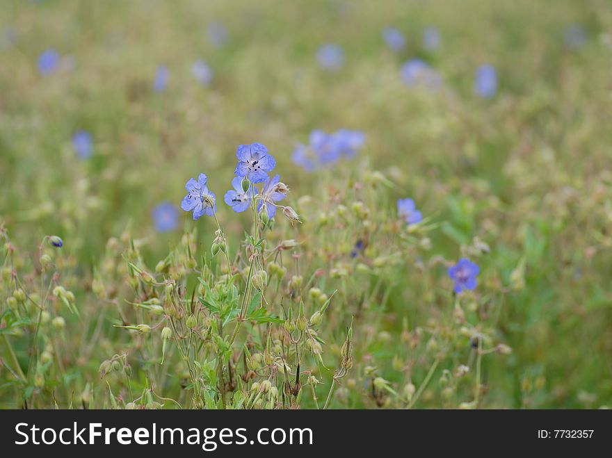 Lot of cornflowers on  green field