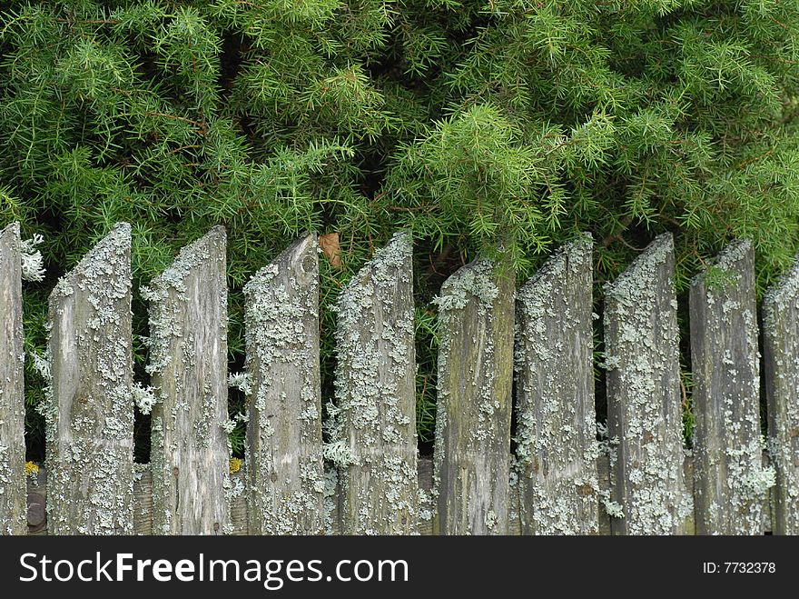 Coniferous trees behind an old fence