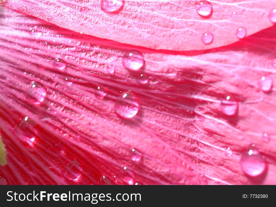 Dew drops on red petals. Dew drops on red petals