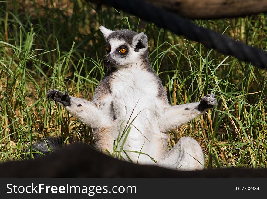 Meditating sunbathing lemur at a zoo. Meditating sunbathing lemur at a zoo