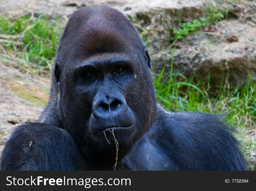 Gorilla's portrait, shot at a zoo