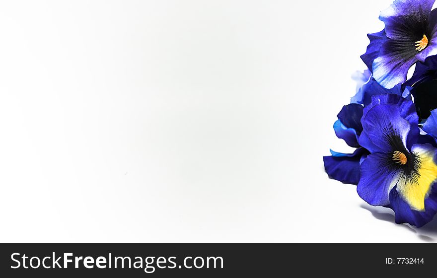 Pansy Bush on white background. Pansy Bush on white background