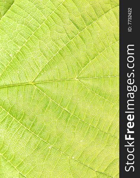 Textured green leaf close up