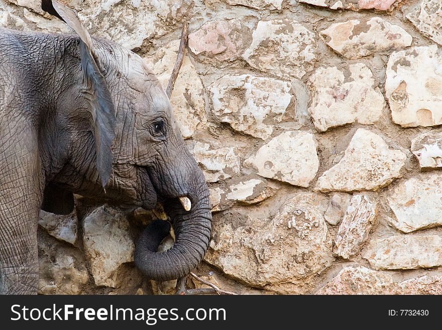 Elephant along the wall, shot at a zoo