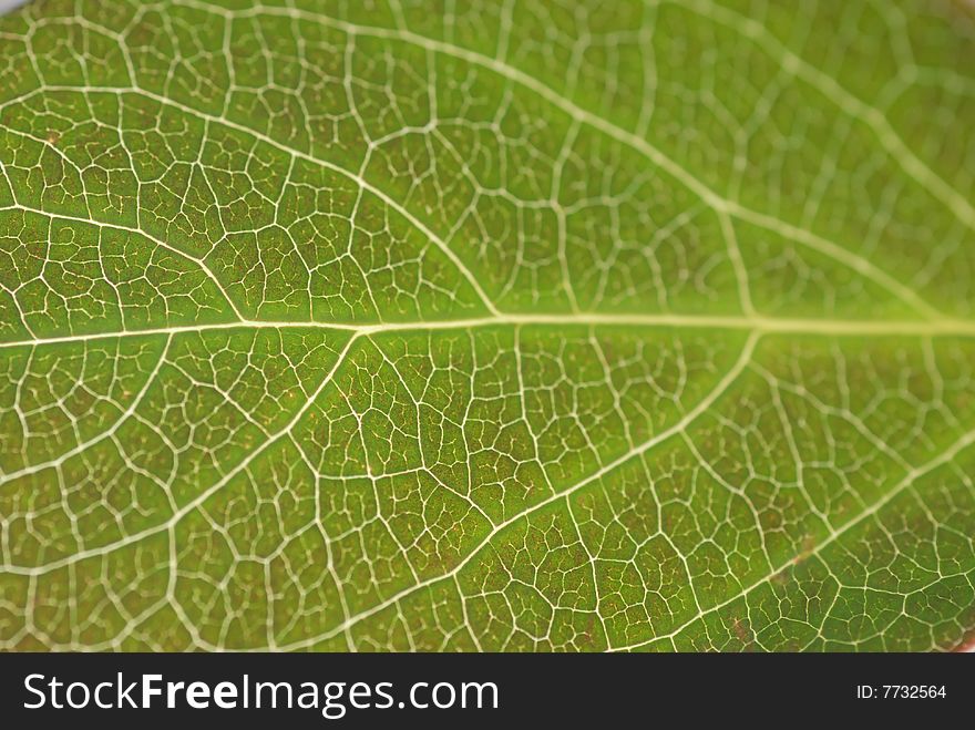 Textured green leaf close up