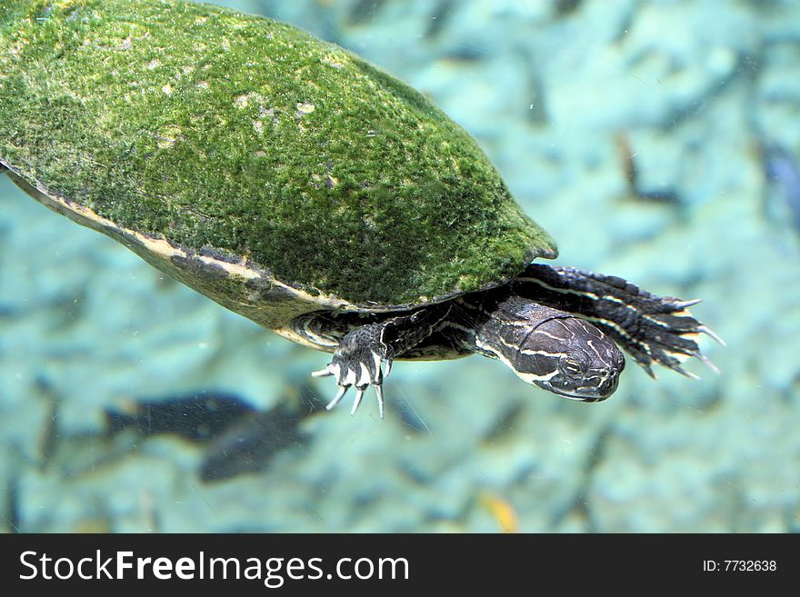 Turtle swimming under the water. Turtle swimming under the water