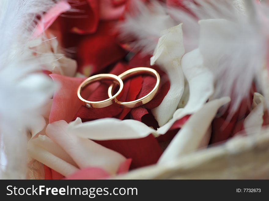 Roses petals and wedding rings. Roses petals and wedding rings