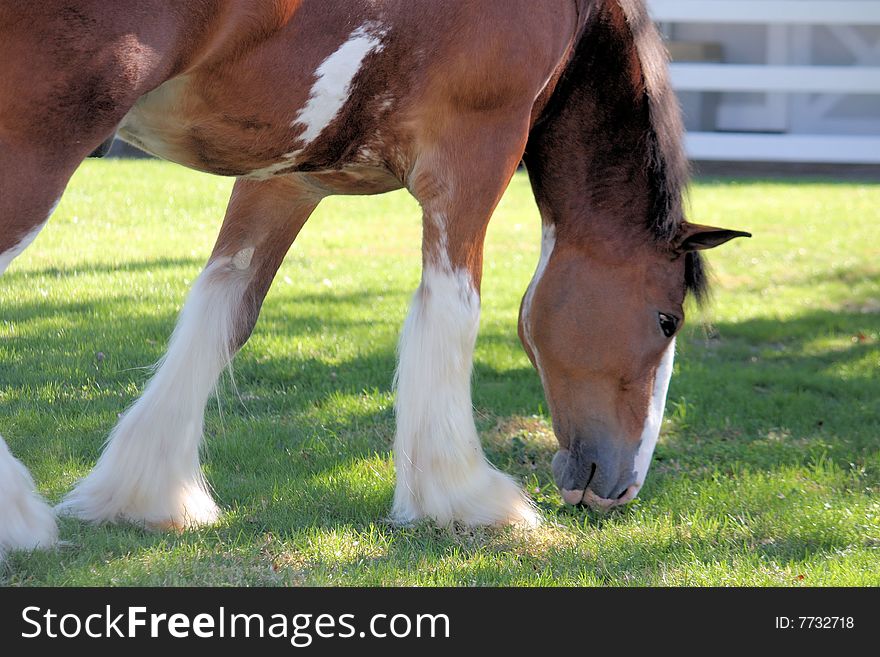 Clydesdale horse grazing in the grass