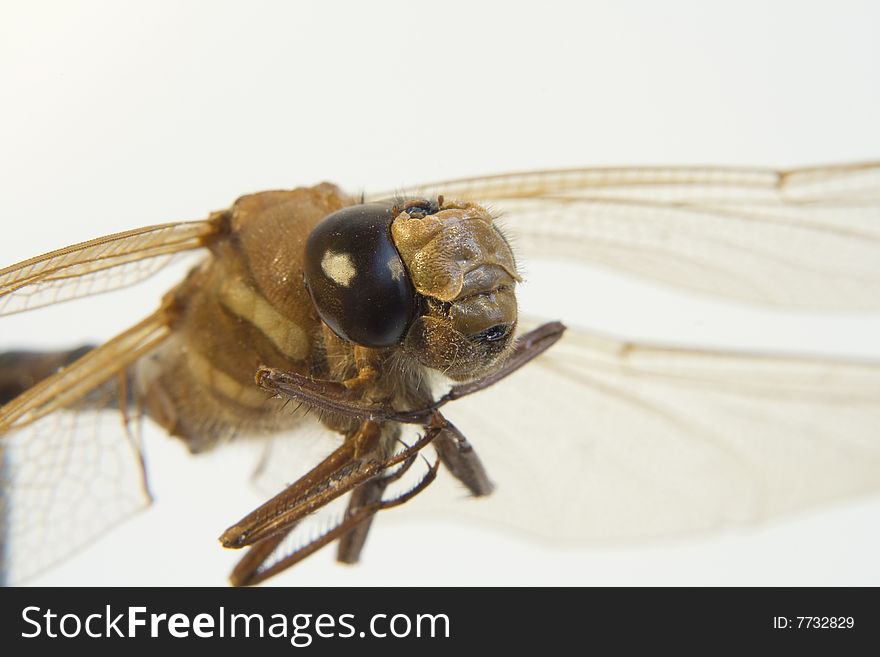 Macro Closeup of Dead dragonfly