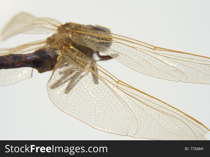Macro Closeup of Dead dragonfly