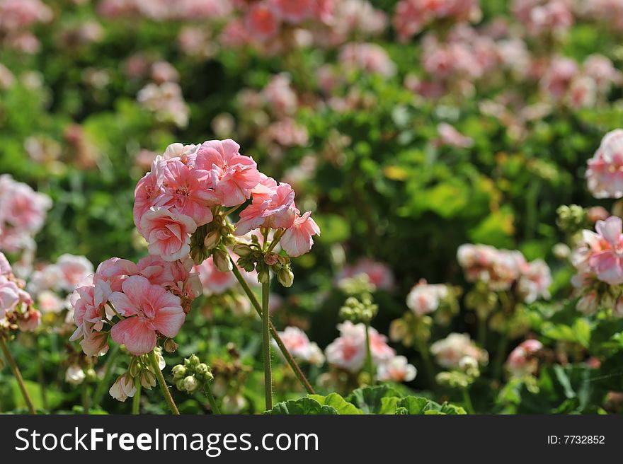 Small beautiful flowers in the field