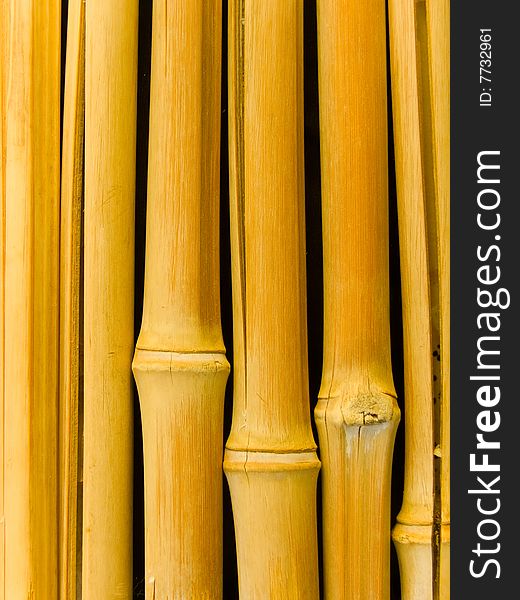 Tree trunks a bamboo an abstract background. Tree trunks a bamboo an abstract background
