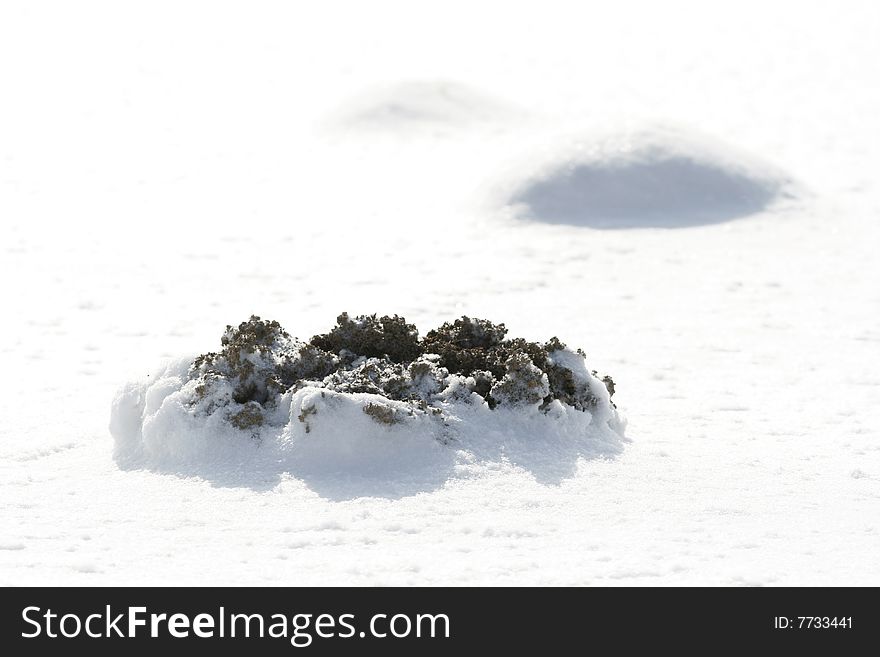 Winter and molehill in snow, mole mound