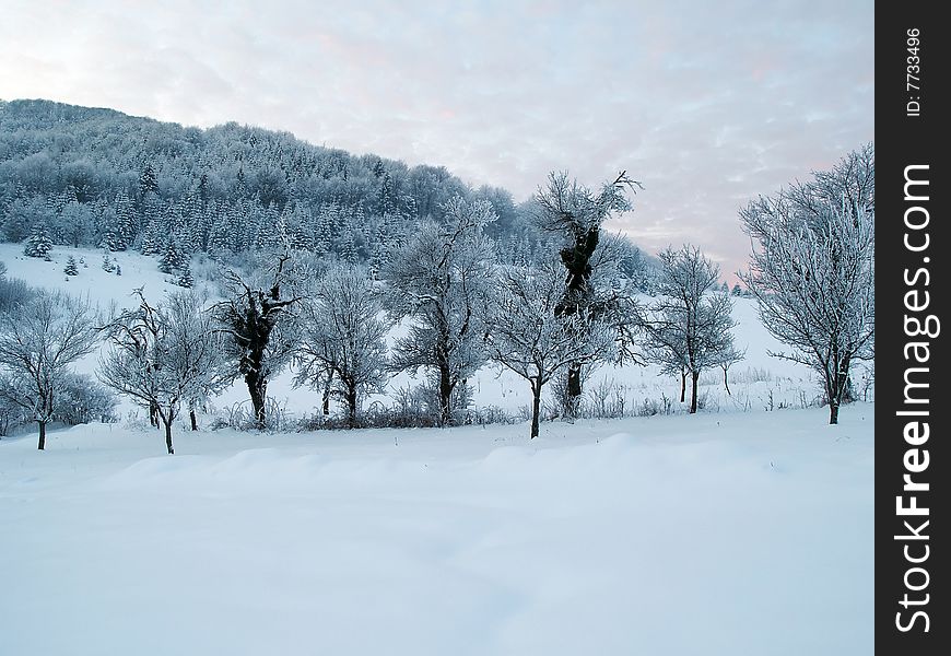 Trees in line in front of a snow covered hill. Trees in line in front of a snow covered hill