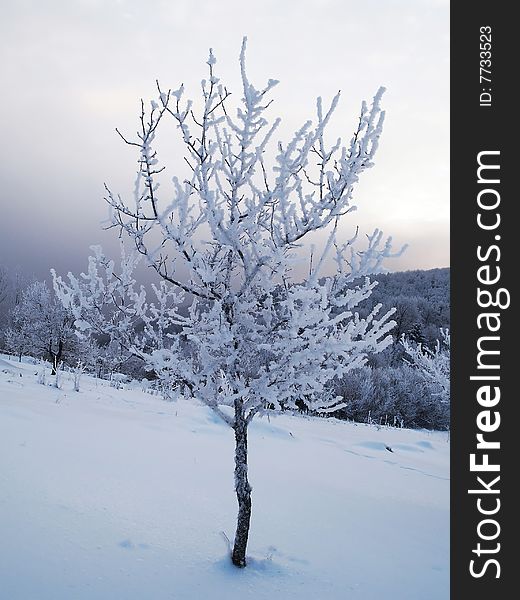 Snow covered tree on a mountain slope with early morning fog in background