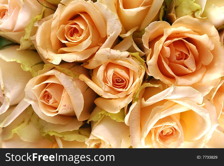 Orange roses on white background