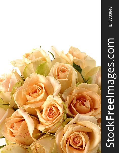 Orange roses on white background