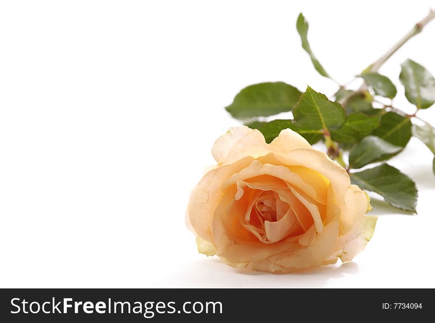 Bunch of roses on white background