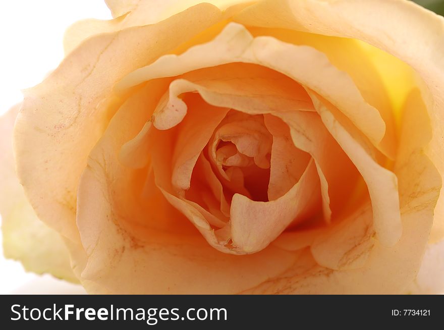 Bunch of roses on white background