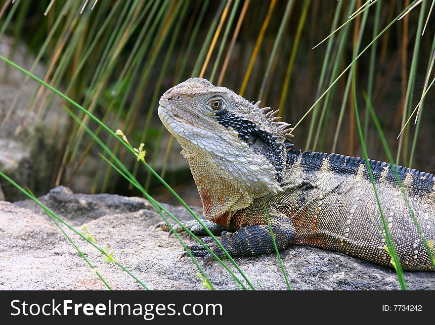 Eastern Water Dragon (Physignathus lesueurii) picture taken in Symbio Wildlife Gardens in Australia