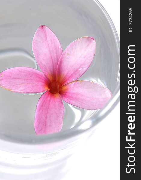 Beautiful pink flowers in water