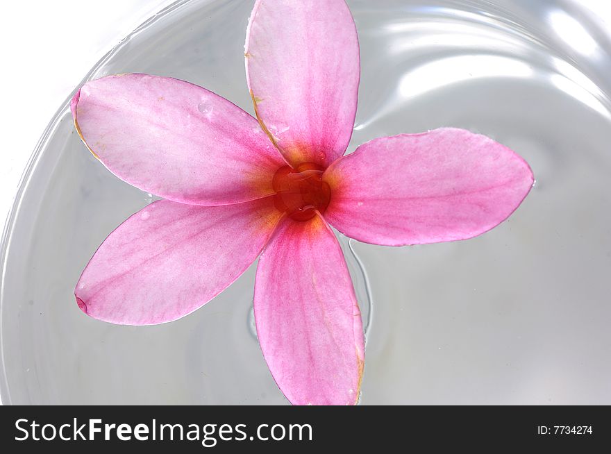 Beautiful pink flowers in water