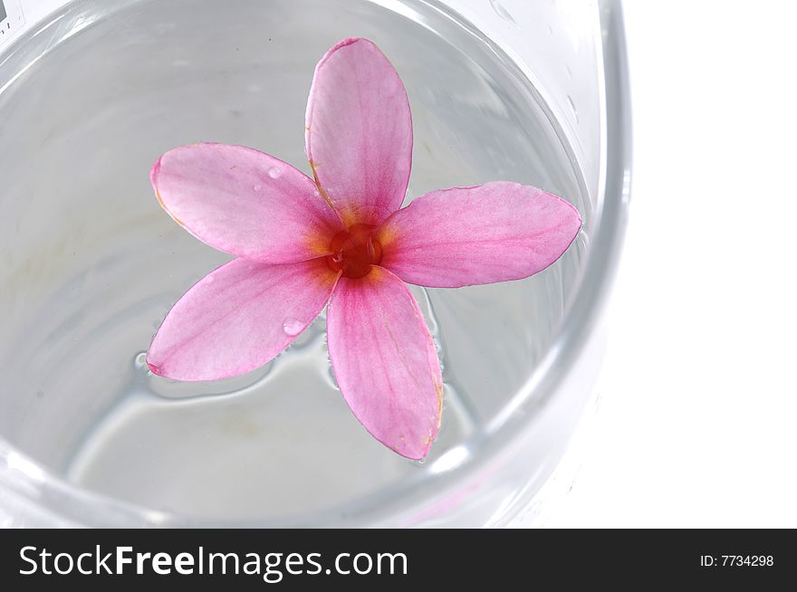 Beautiful pink flowers in water