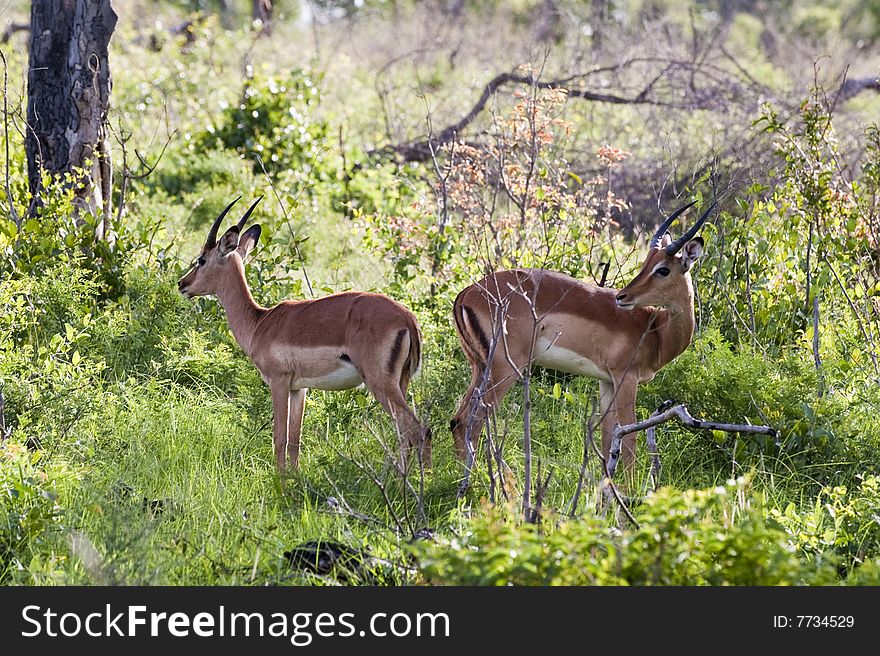 Young male impalas in Kruger park