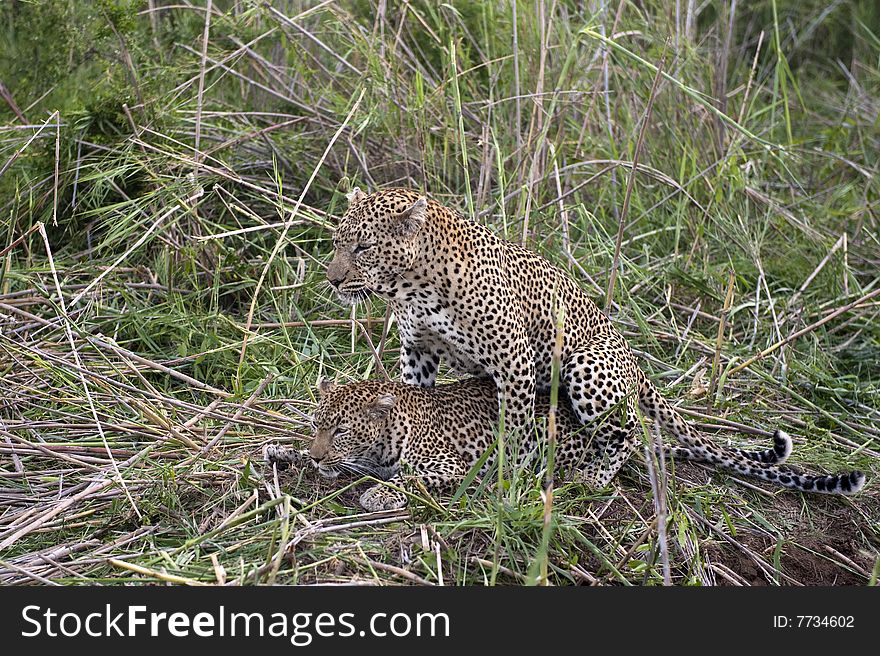 This is a once in a lifetime shot of mating leopards at Kruger national Park, South Africa