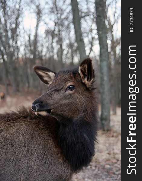 Female elk in woods feeding. Female elk in woods feeding