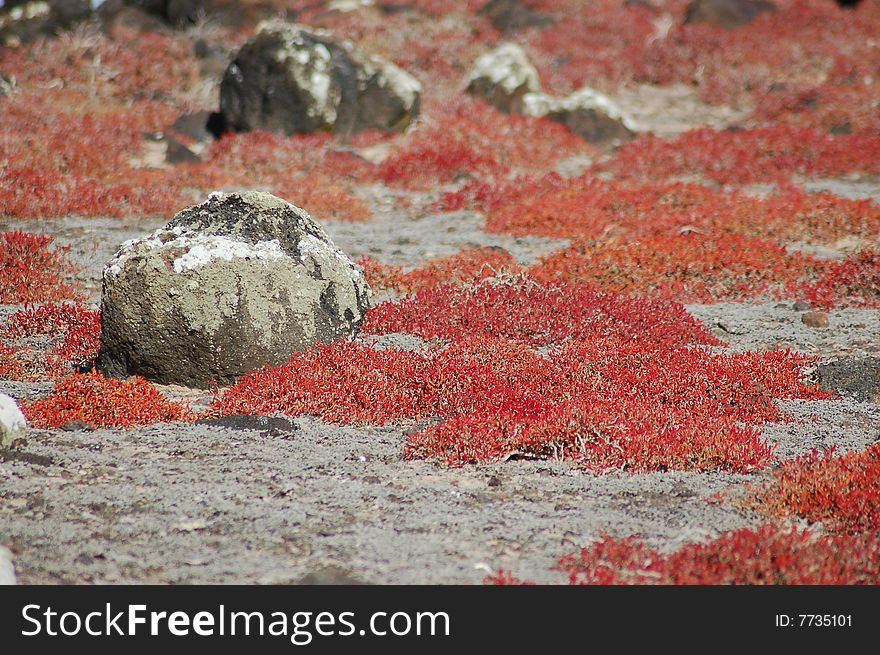 Colorful vegetation and boulders on a deserted island. Colorful vegetation and boulders on a deserted island