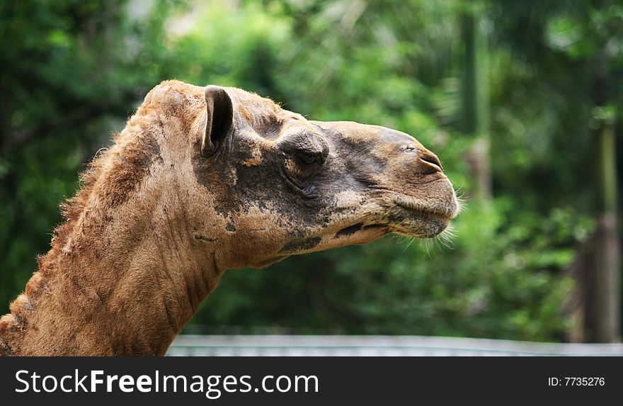 Camel head in the zoo. Green background. Brown color. Mammal.