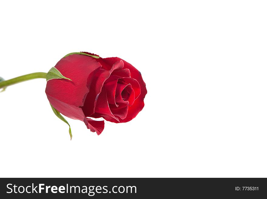 Red rose on white background 3