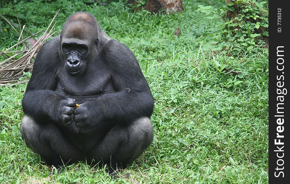 Gorilla sit at the grass. Monkey eat something. Black animal in the zoo.