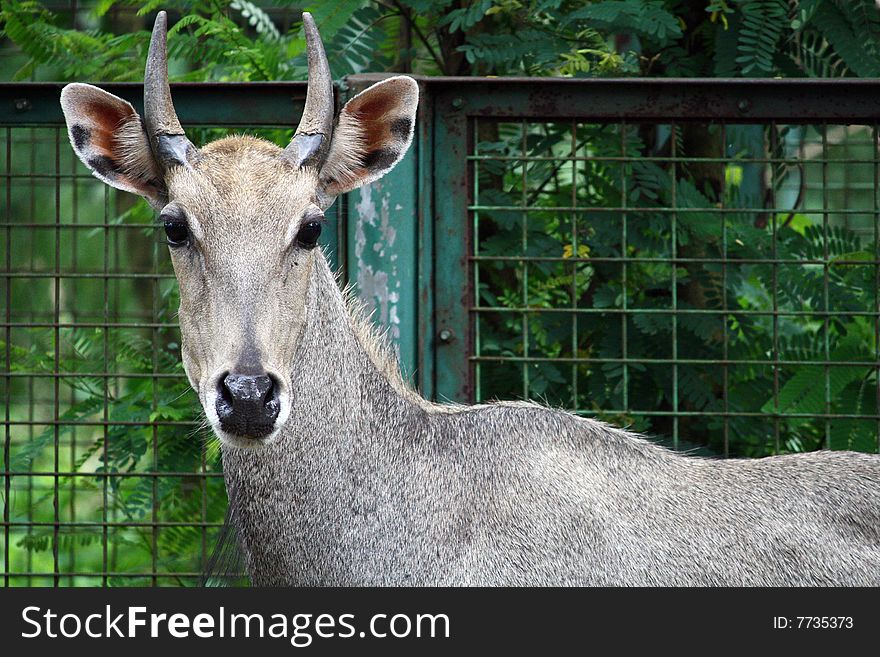 Little brown bull in the zoo. Green background. Little brown bull in the zoo. Green background.