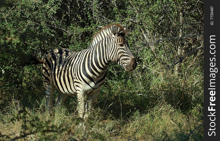 A Burchells Zebra (Equus quagga burchelli) in the Kruger Park, South Africa. A Burchells Zebra (Equus quagga burchelli) in the Kruger Park, South Africa.