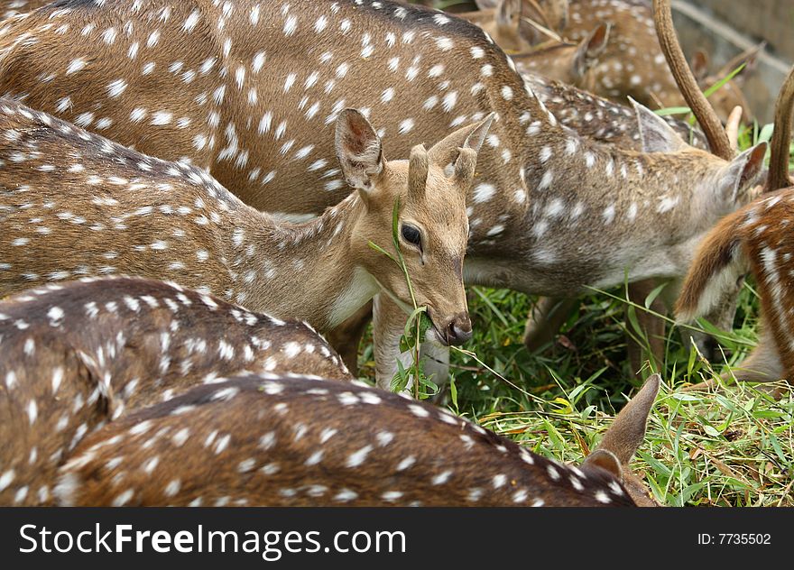 Brown deer eat green grass. In the zoo. Brown deer eat green grass. In the zoo.