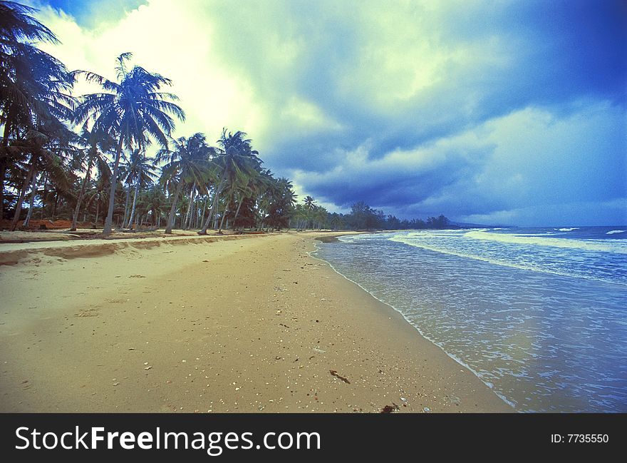 Palm Tree on beautiful beach. (Film scan)