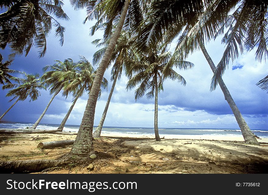 Palm Tree on beautiful beach. (film scan)