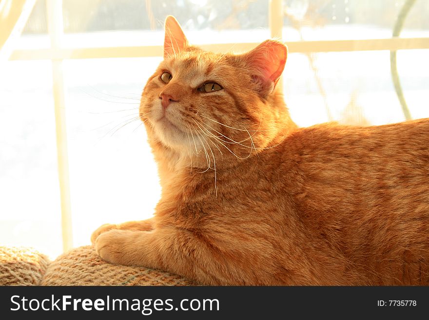 An orange colored cat laying in the sunlight. An orange colored cat laying in the sunlight.