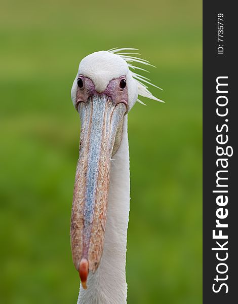 Closeup portrait of a pelican. Closeup portrait of a pelican